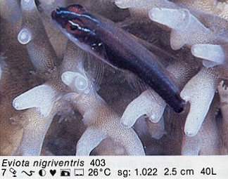 Eviota nigriventris